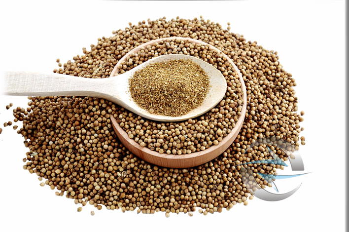 Kişniş ( Tane & Çekilmiş )